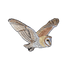 Barn Owl Patch