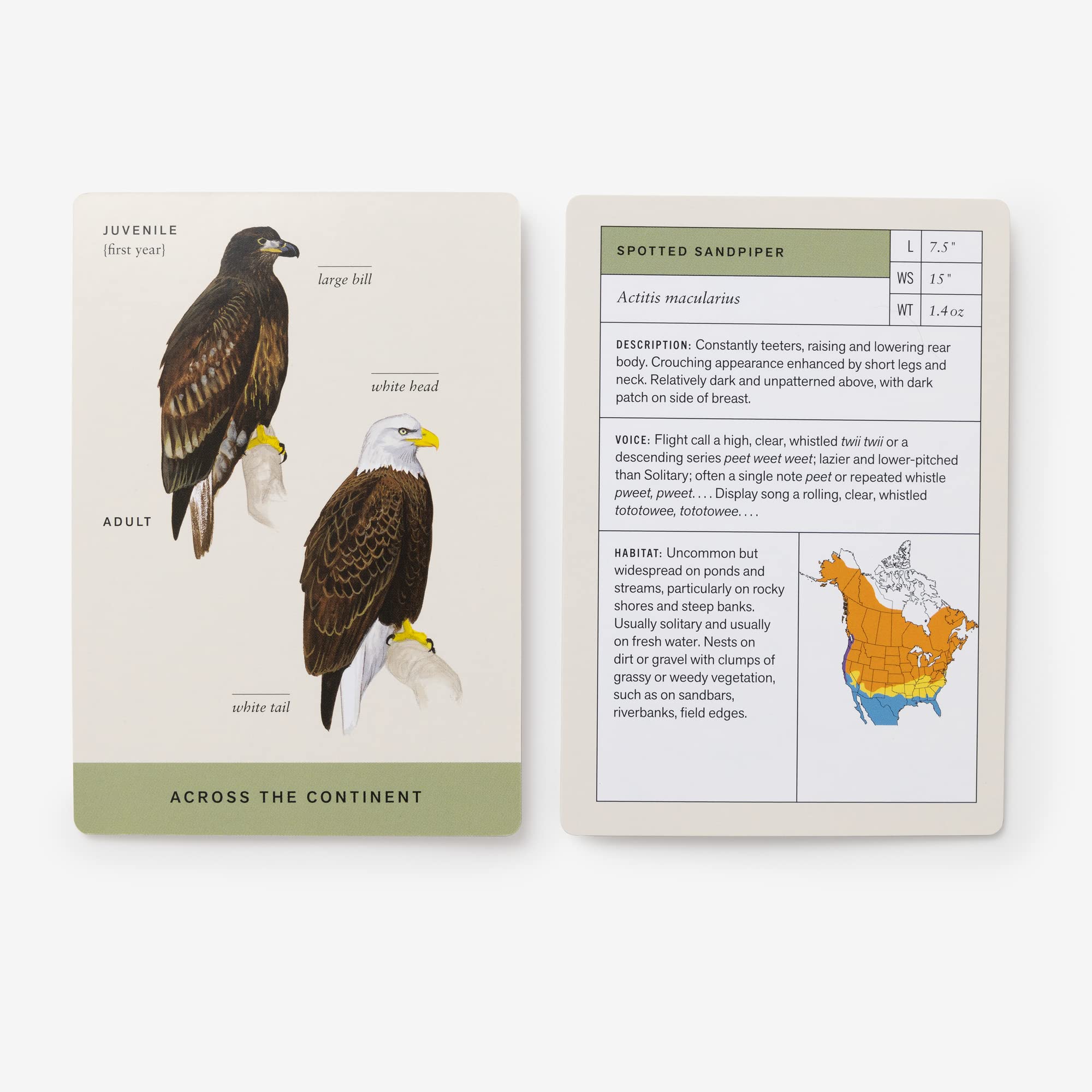 Sibley Backyard Birding Flashcards, Revised and Updated Bird Collective
