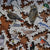 Bird Collective - Sibley Backyard Birding Puzzle - -