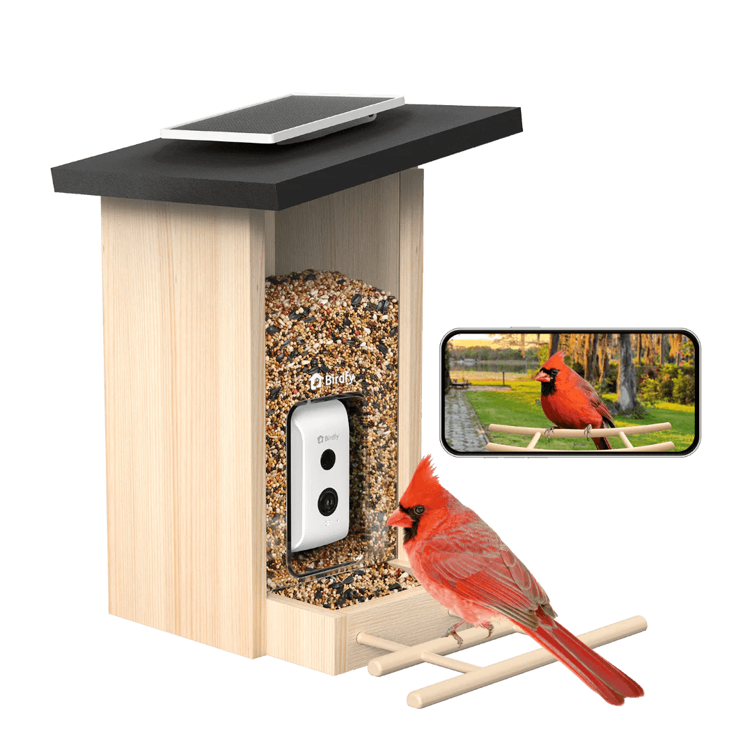 Bird Feeder With Camera
