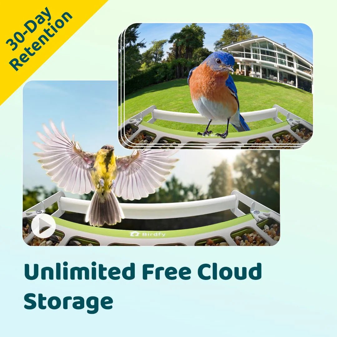 Bird Collective - Birdfy Metal Smart Bird Feeder With Camera - 