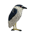 Black-crowned Night Heron Patch