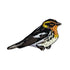 Blackburnian Warbler Patch