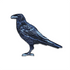 Common Raven Patch