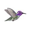 Bird Collective - Costa's Hummingbird Patch - 
