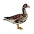 Greater White-fronted Goose Patch