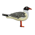 Laughing Gull Patch