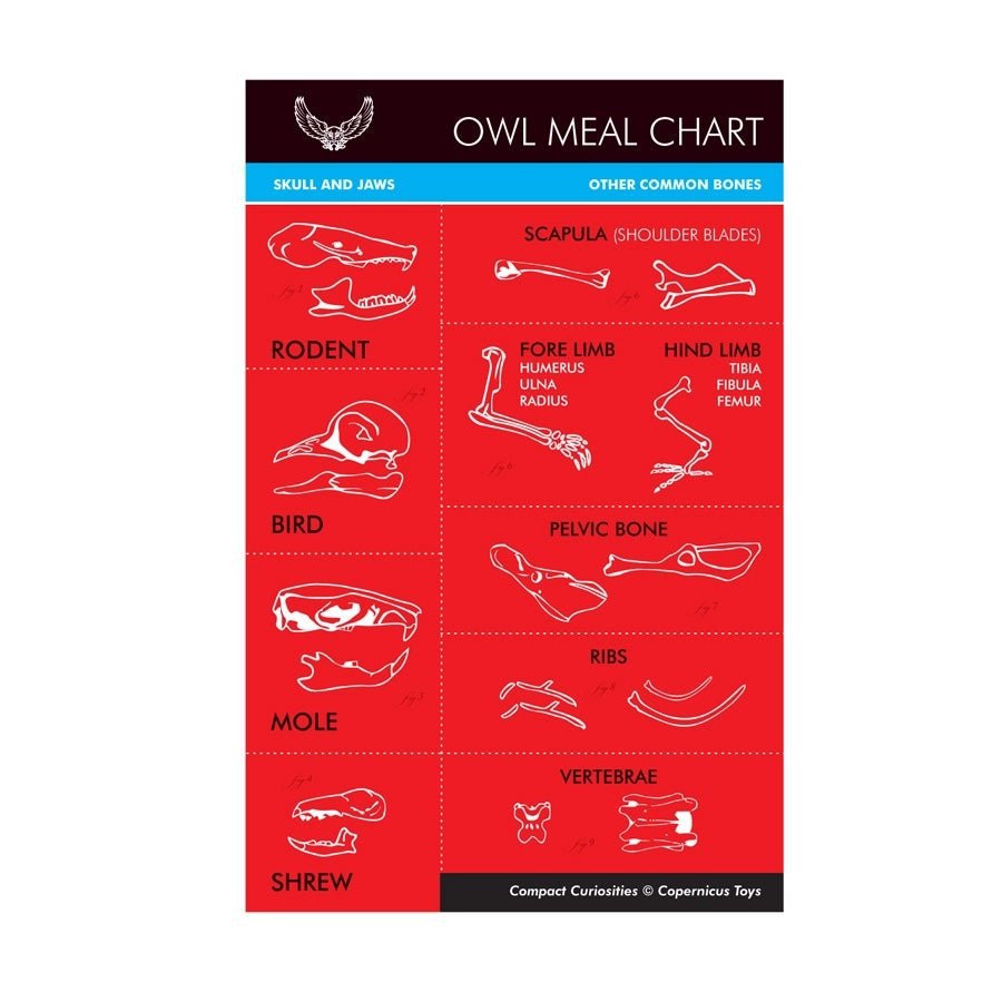 Bird Collective - Owl Pellet - -