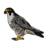 Peregrine Falcon Patch