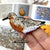 Bird Collective - Red Knot Patch - -