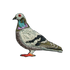 Rock Pigeon Patch