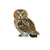 Saw-whet Owl Enamel Pin - Bird Collective