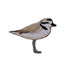 Snowy Plover Patch