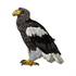 Steller's Sea Eagle Limited Edition Patch