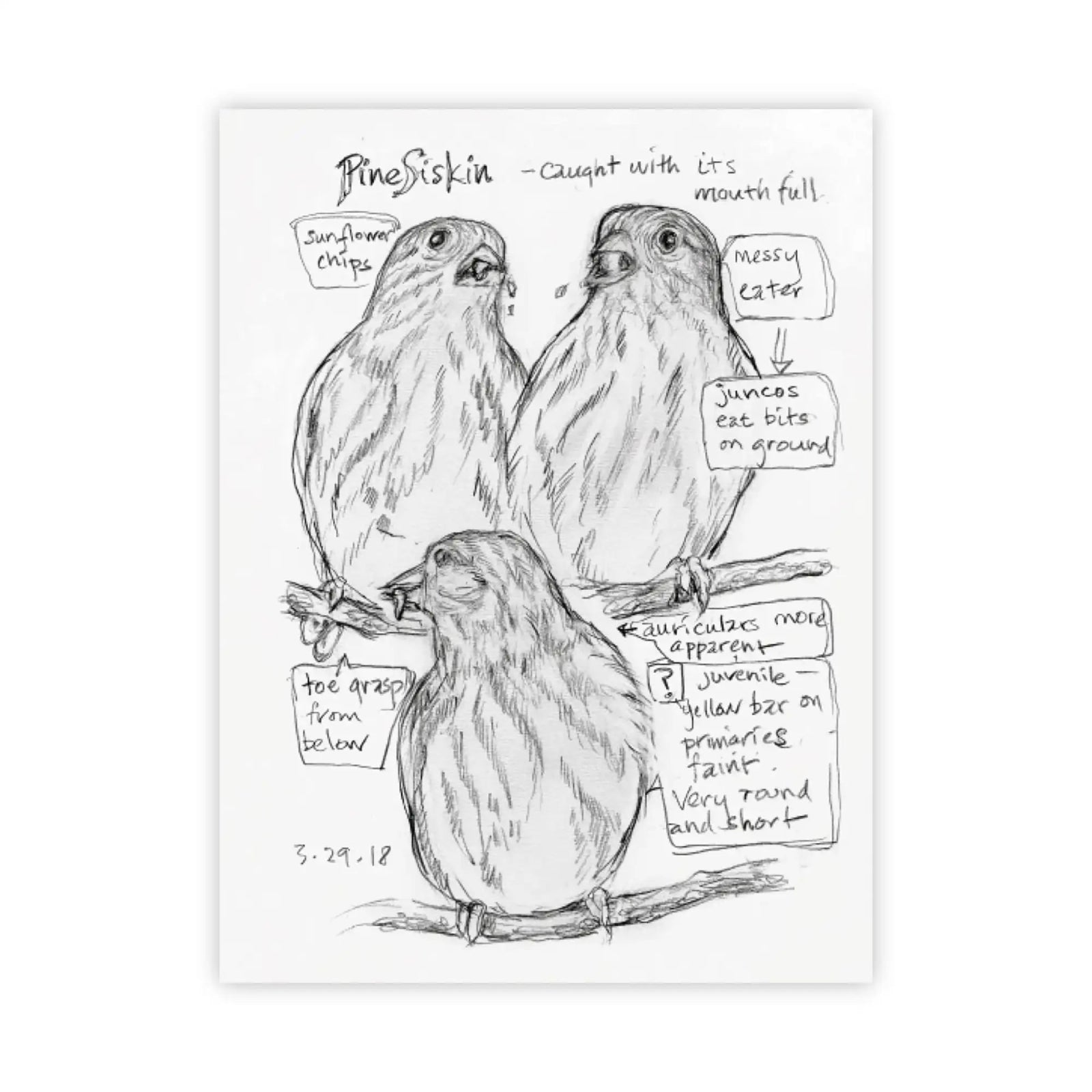 Bird Collective - The Backyard Bird Chronicles - 