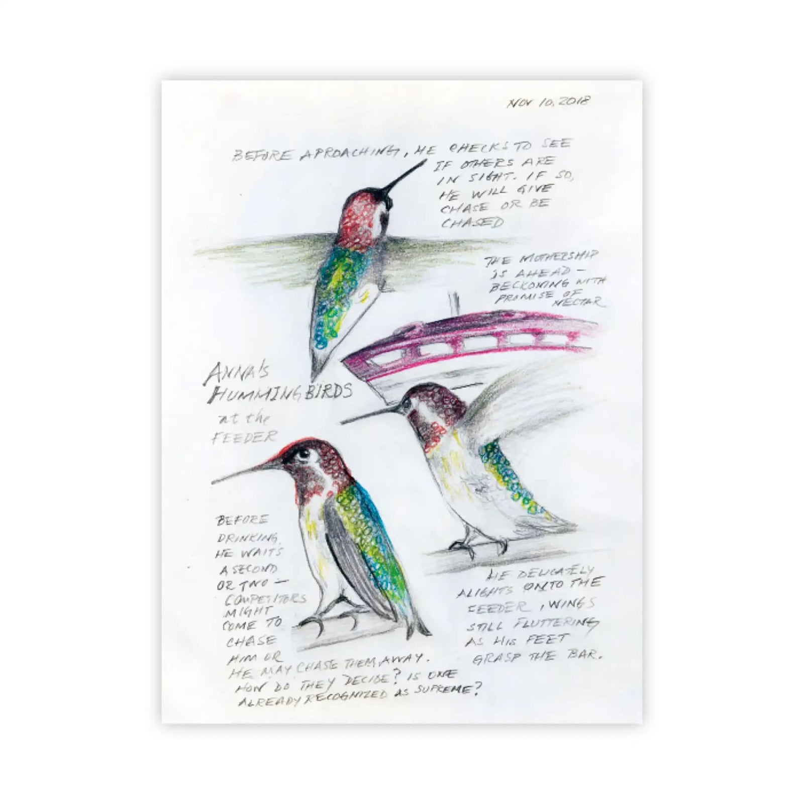 Bird Collective - The Backyard Bird Chronicles - 