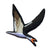 Black Skimmer Patch - Bird Collective