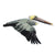 Brown Pelican Patch - Bird Collective
