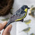 Kirtland's Warbler Patch - Bird Collective