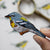 Northern Parula Patch - Bird Collective